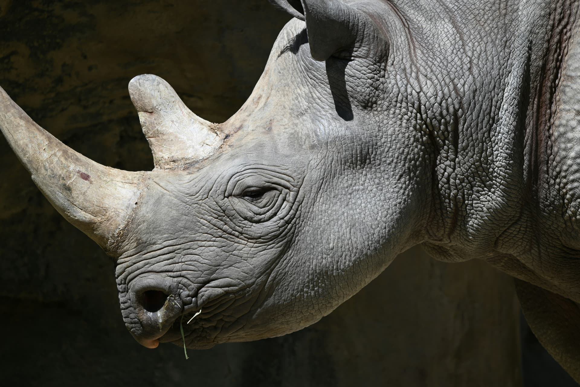 Close-up portrait of a rhinoceros showing its textured skin and horns