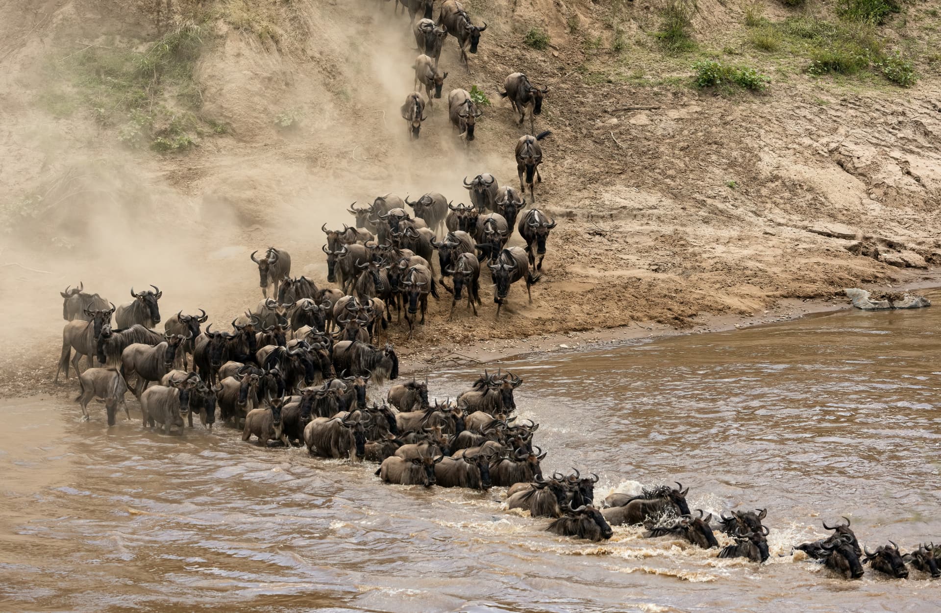Wildebeest herds crossing a river during the Great Migration in the Serengeti
