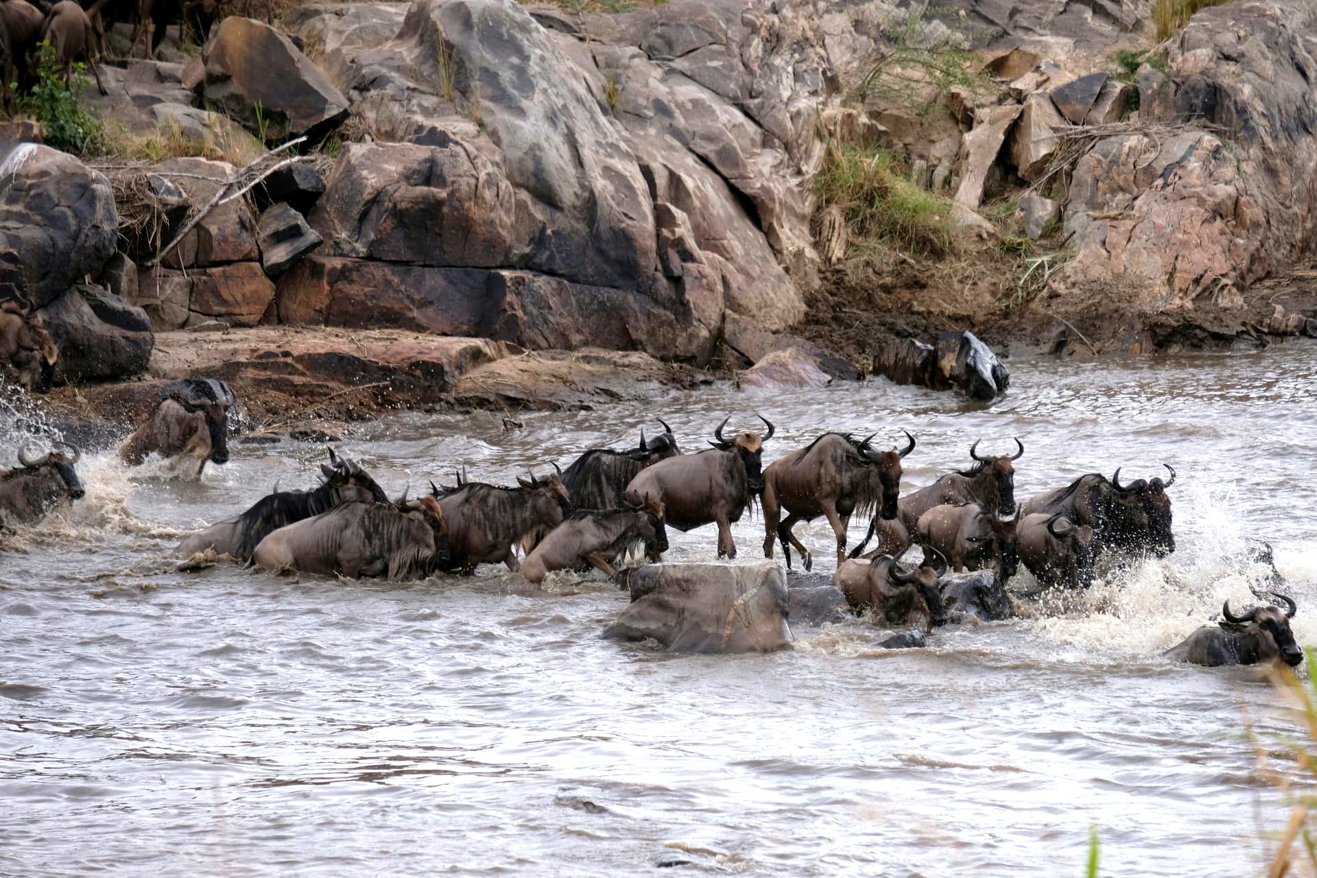 Wildebeest and zebra crossing the Mara River during the Great Migration