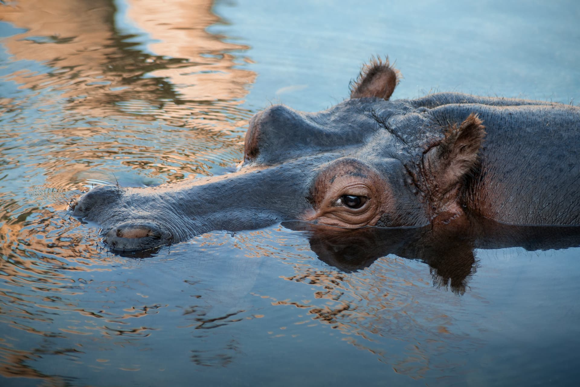 Hippopotamus resting in calm water at golden hour
