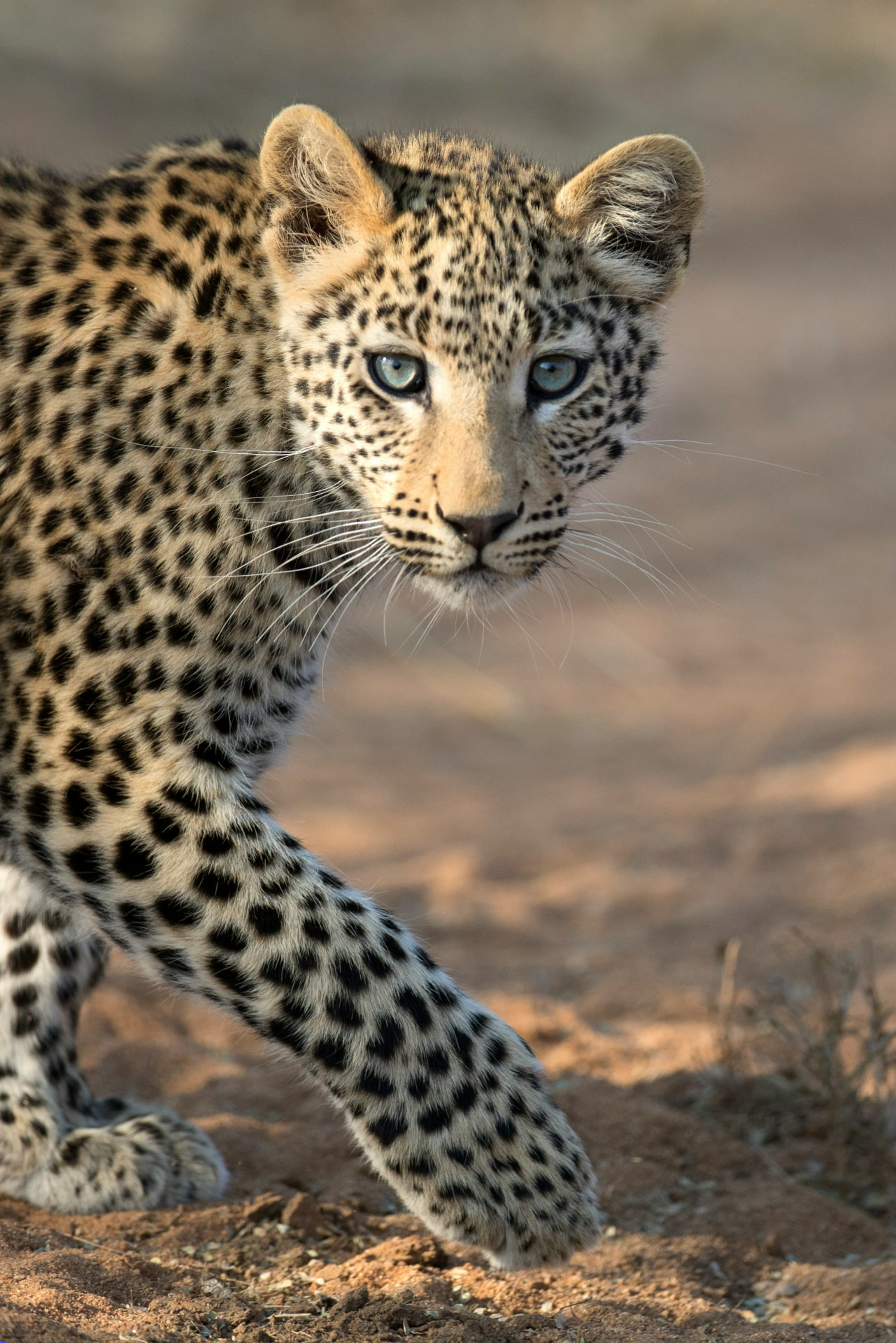 Young leopard cub with blue eyes walking across warm earth in the Serengeti