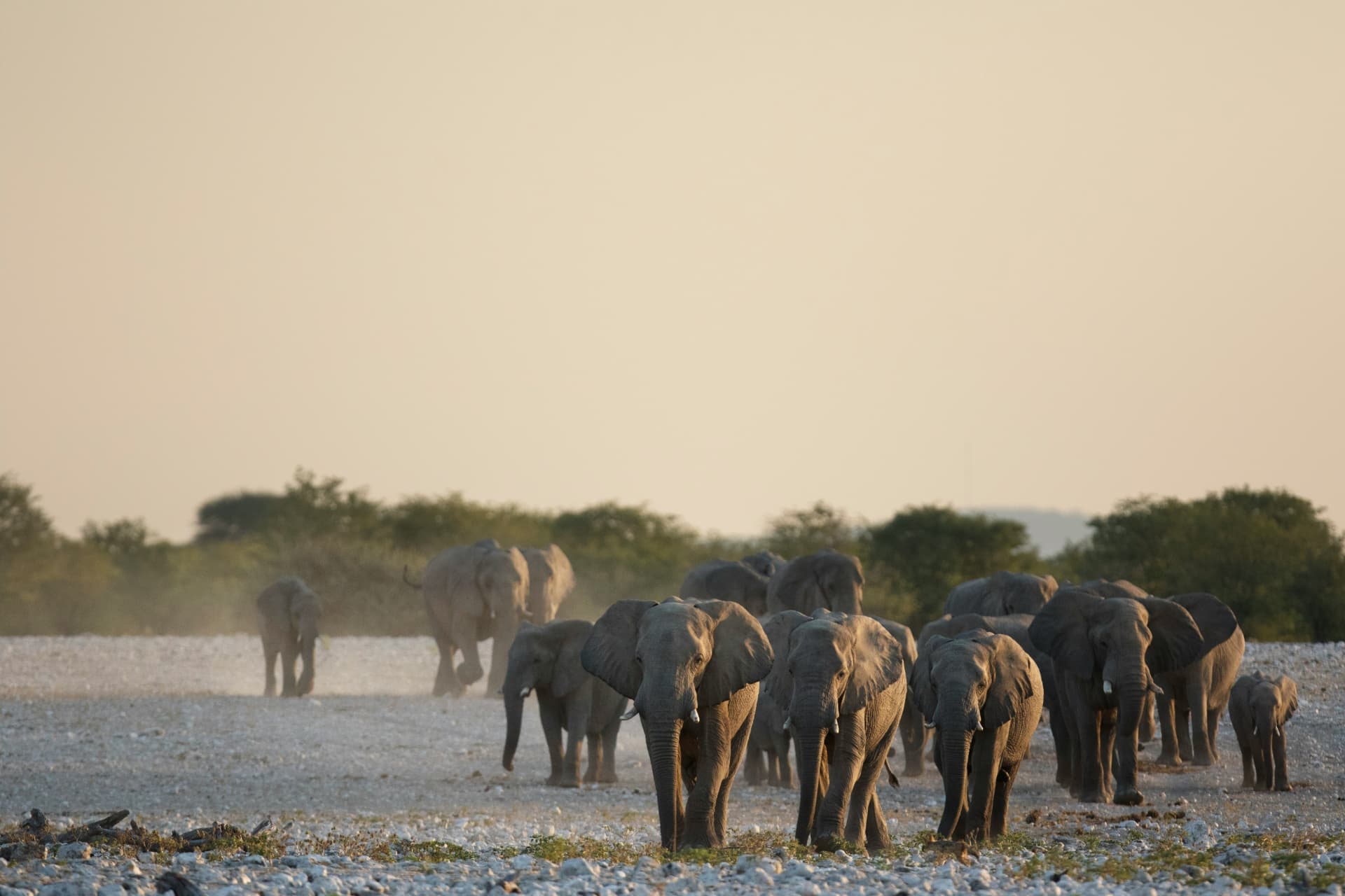 Herd of elephants walking across the dusty plains at golden hour