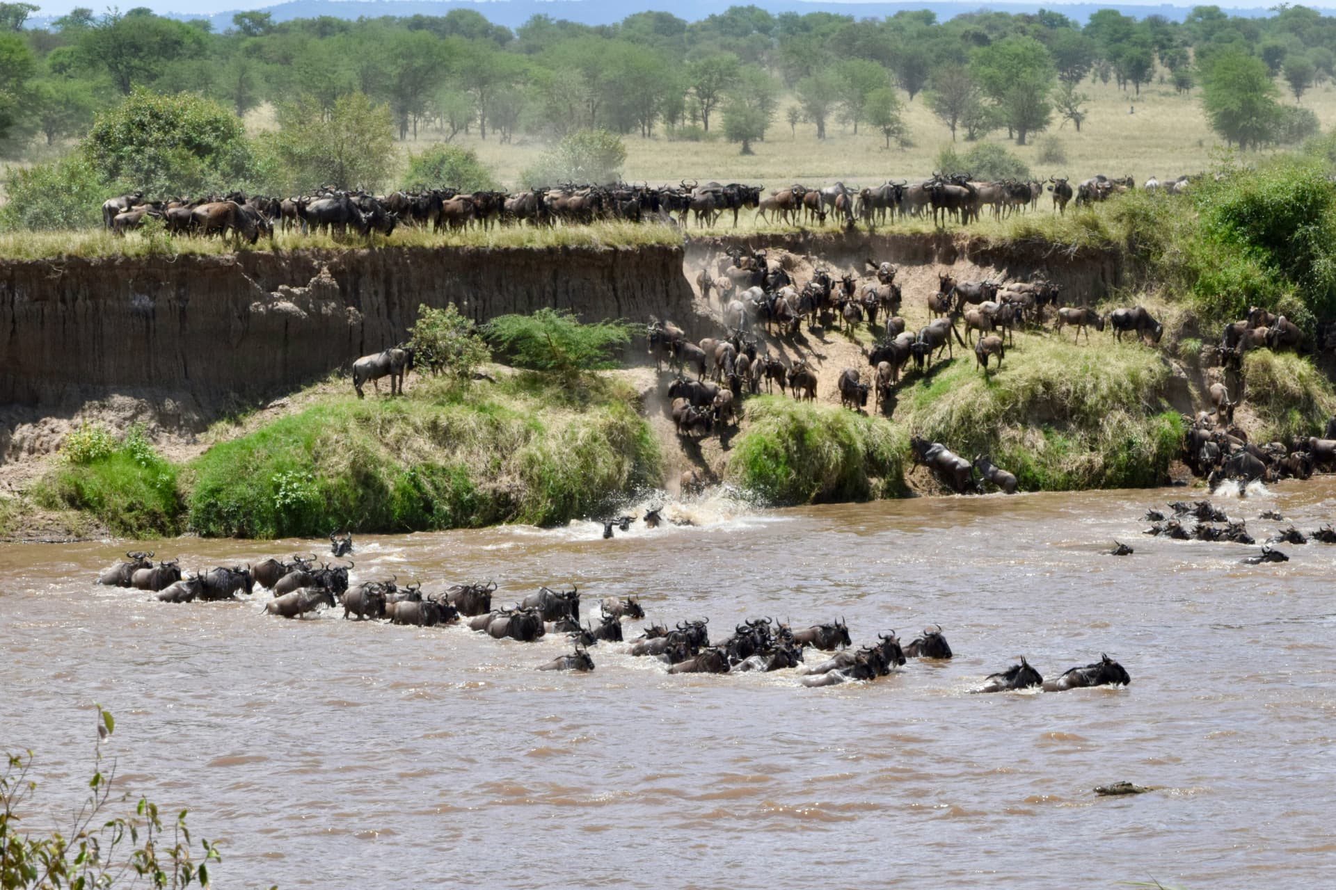 Ñus bajando en masa hacia el río Mara mientras un cocodrilo espera en el agua