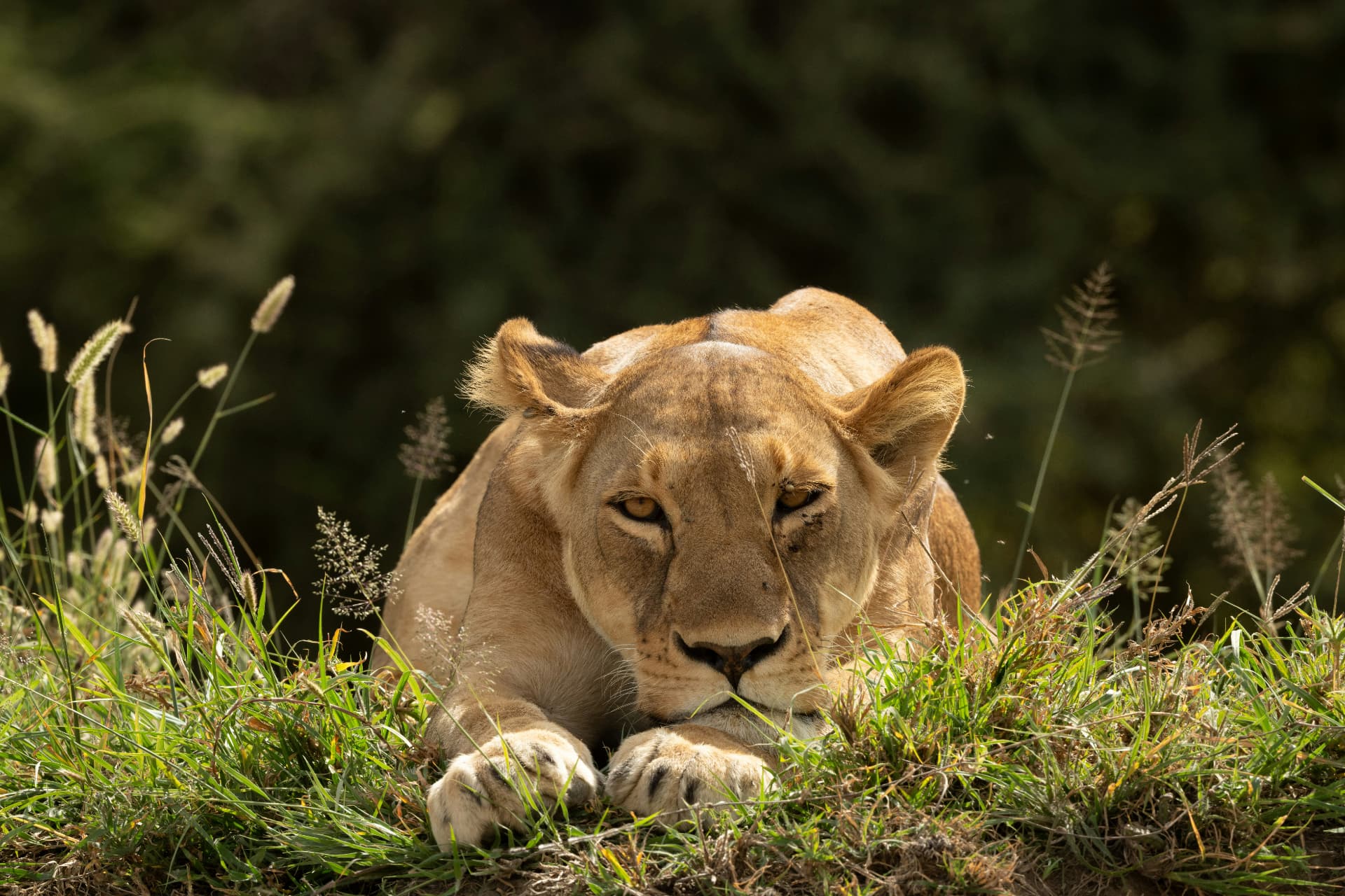Lioness resting in tall golden grass at dawn in the Serengeti