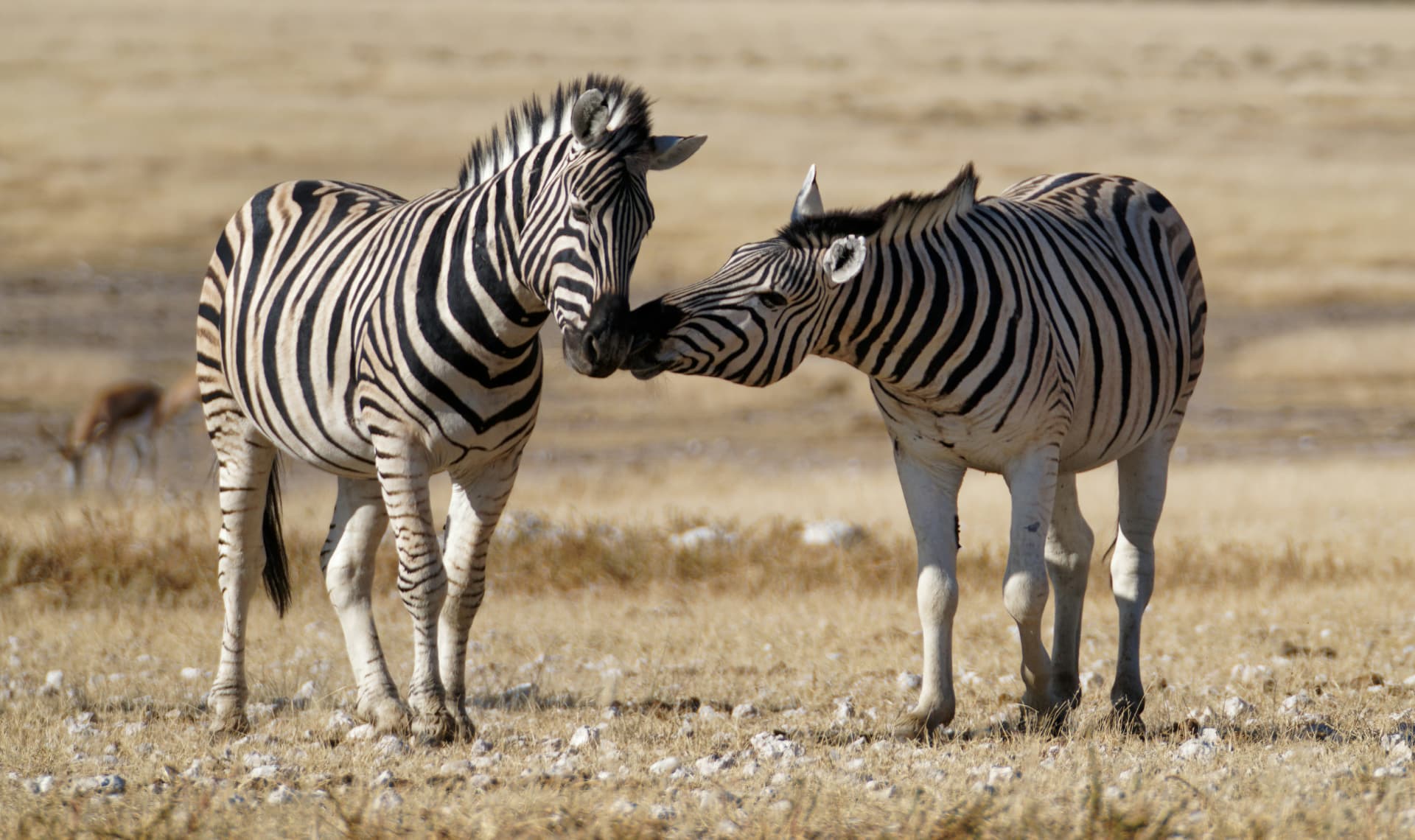 Two zebras close together in the dry grasslands of Tarangire National Park