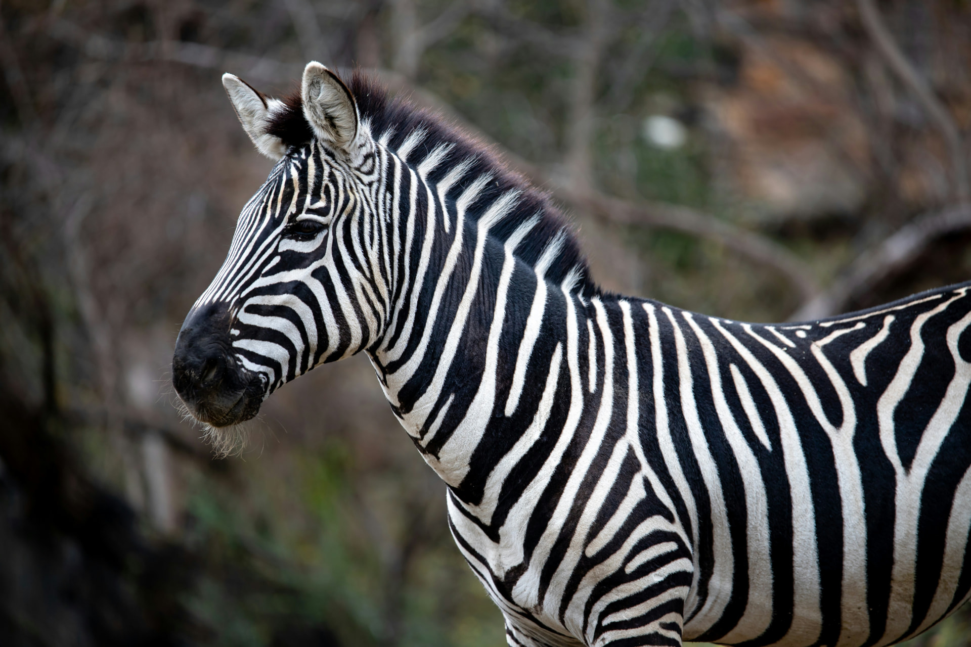 Zebra portrait showing its distinctive black and white stripes