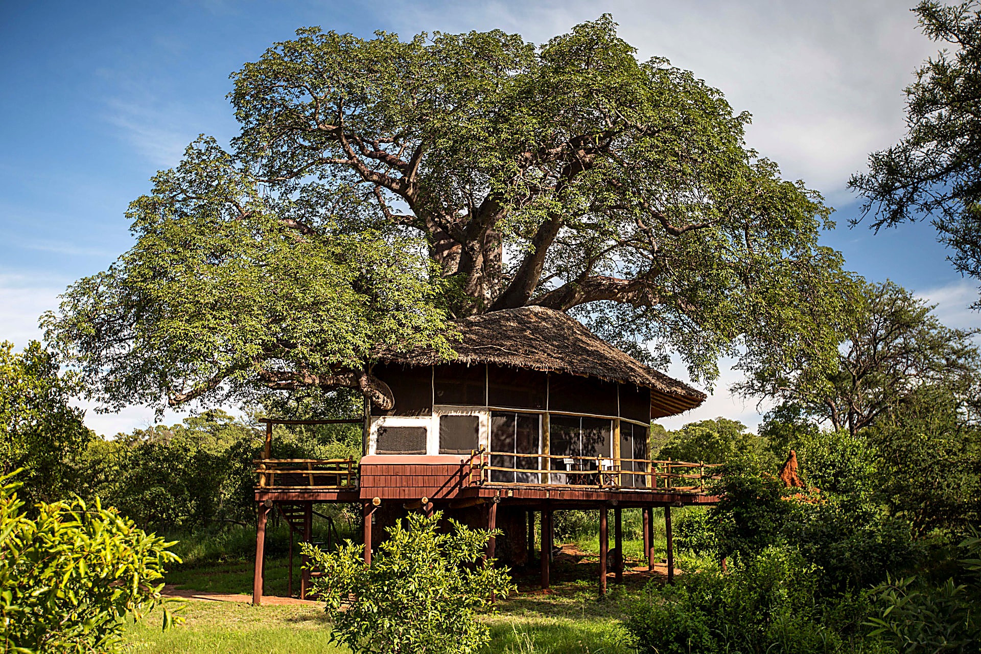 Tarangire Treetops treehouse suite raised beneath a giant baobab, thatched roof and wraparound deck in Tarangire National Park