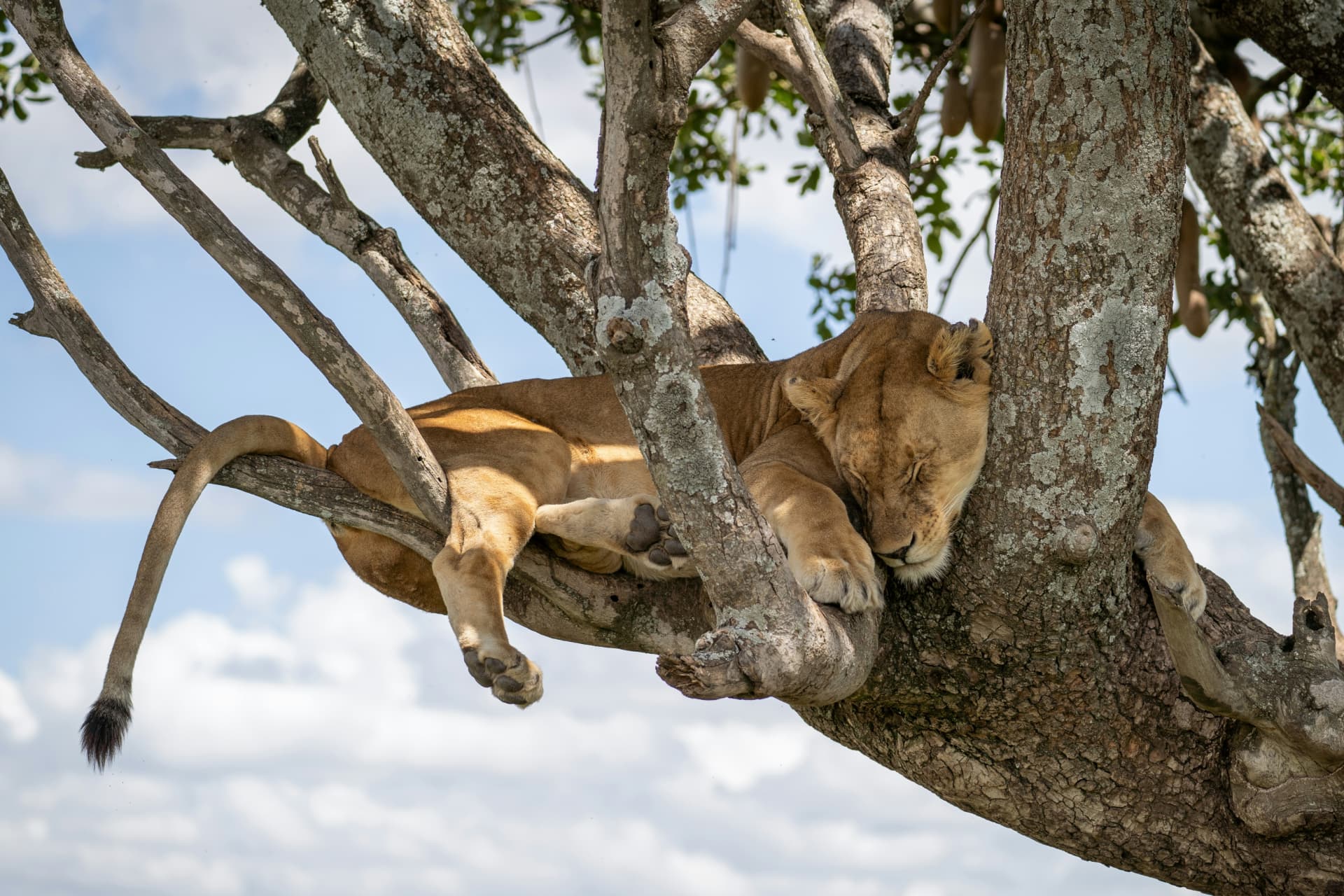 Lioness sleeping on a tree branch in the Serengeti
