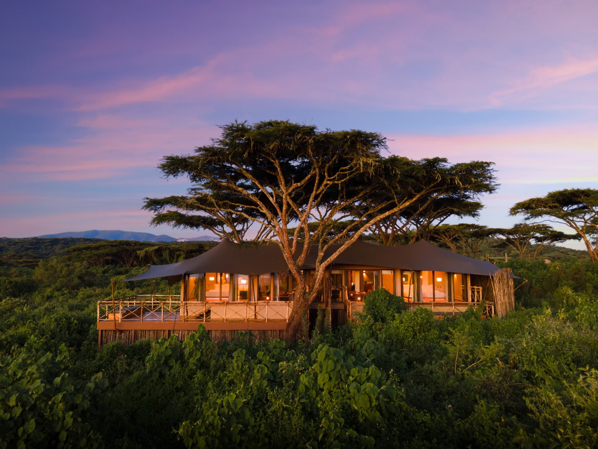 Crater's Edge suite lit at dusk beneath a spreading acacia, canvas roofs and a raised deck over the Ngorongoro highland forest