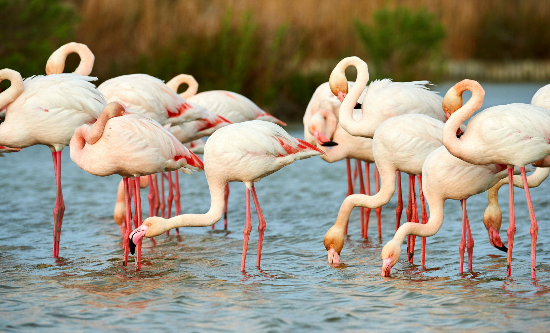 A flock of flamingos feeding in the shallow waters of a Rift Valley lake
