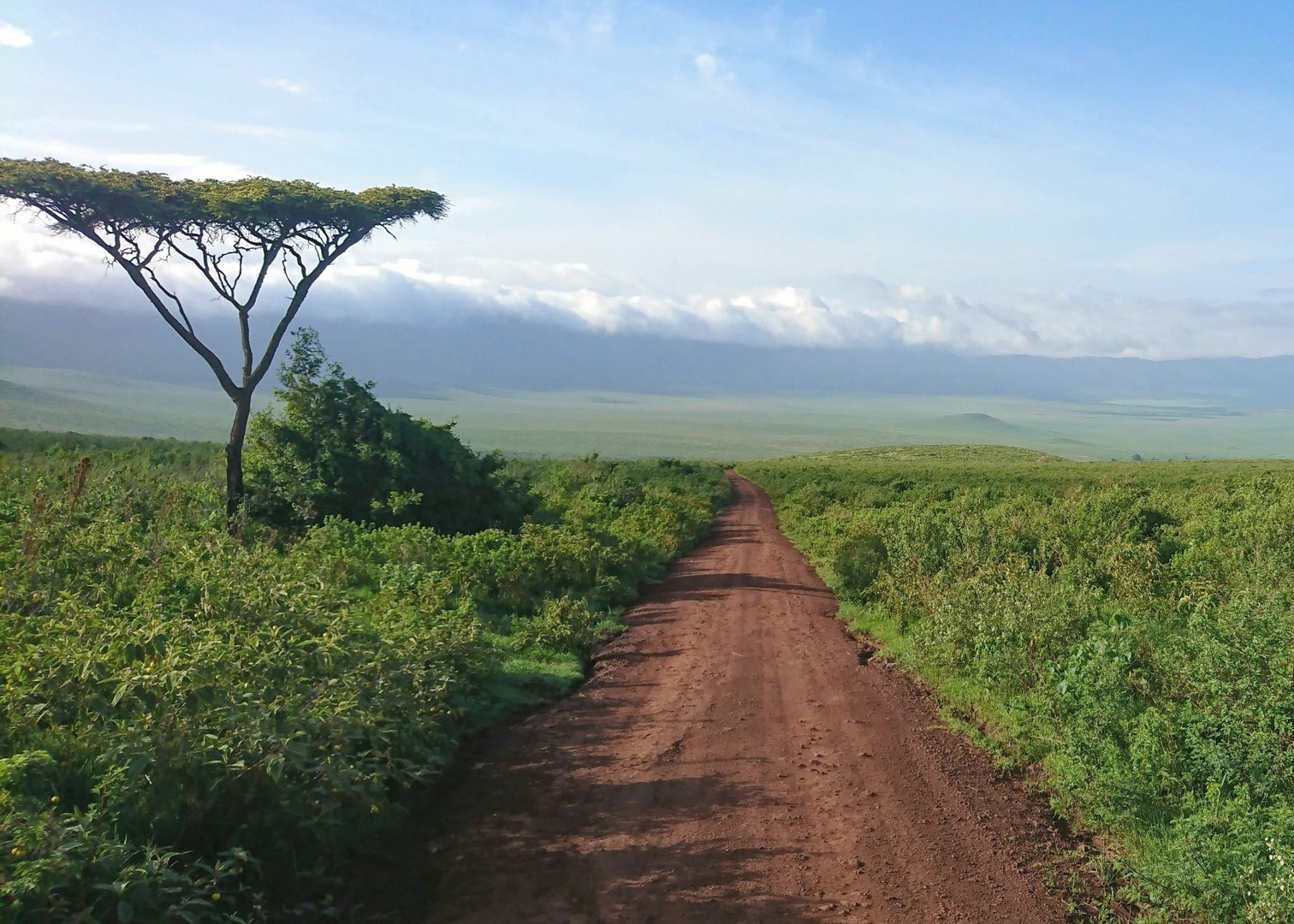A red dirt road leading into the Ngorongoro Conservation Area, flanked by an acacia tree and wide green plains